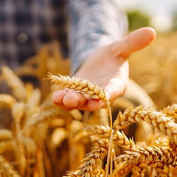 Invoice Finance for Agriculture & Farming Businesses